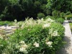 filipendula-ulmaria-plena-2