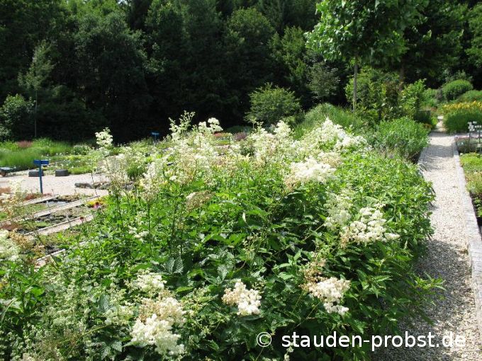 Filipendula ulmaria 'Plena' - Mädesü&szlig;, Mandelspiere