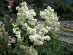 filipendula-ulmaria-plena