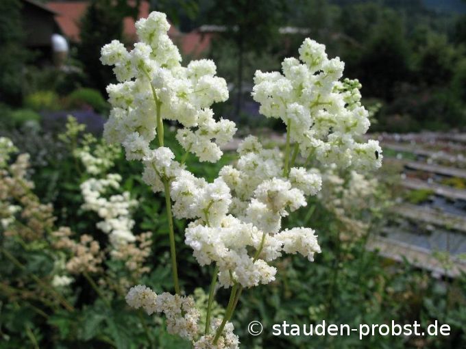 Filipendula ulmaria 'Plena' - Mädesü&szlig;, Mandelspiere