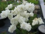 filipendula-vulgaris-plena