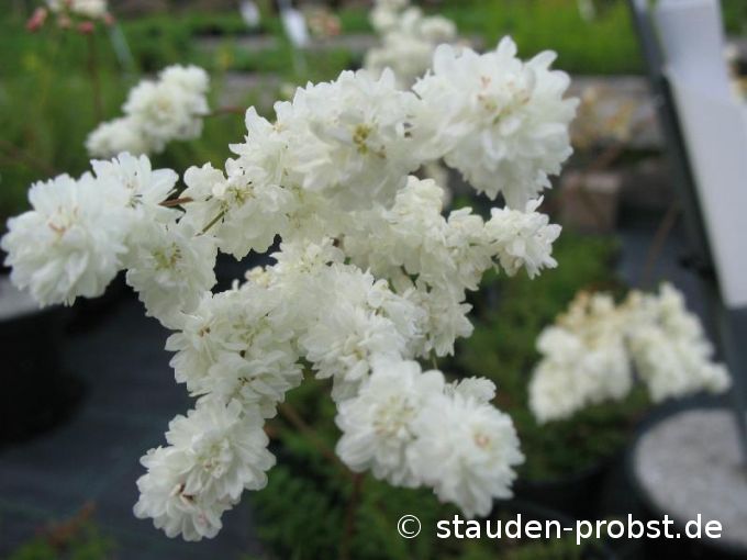 Filipendula vulgaris 'Plena' - Mädesüß, Mandelspiere