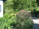 foeniculum-vulgare-atropurpureum-2