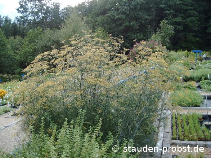 Foeniculum vulgare 'Atropurpureum' - Fenchel