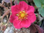 fragaria-red-ruby