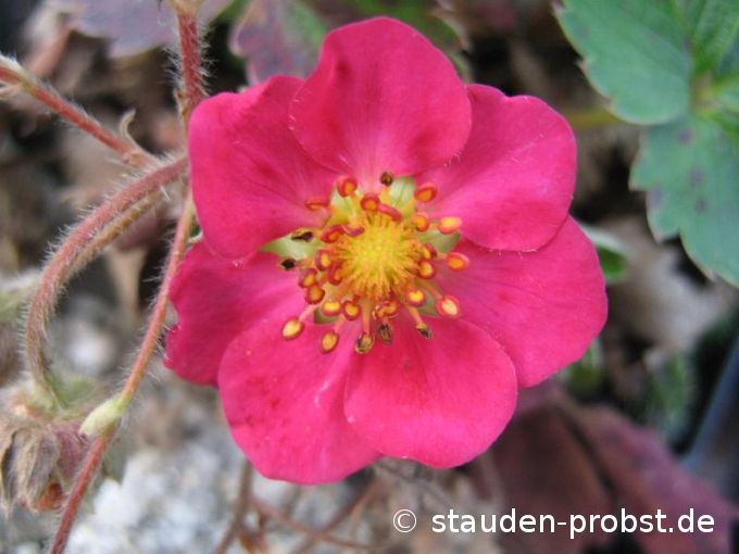 Fragaria x 'Red Ruby' - Ziererdbeere