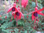fuchsia-magellanica-riccartonii