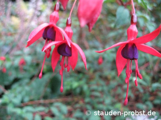Fuchsia magellanica 'Riccartonii' - Winterharte Fuchsie