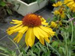 gaillardia-amber-wheels