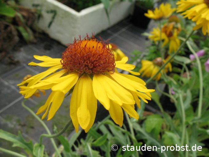 Gaillardia 'Amber Wheels' - Kokardenblume