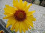 gaillardia-aristata-amber-wheels-2
