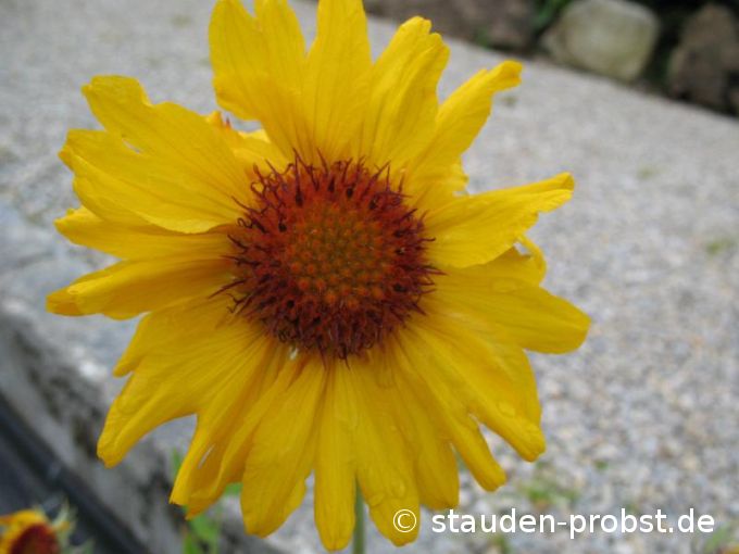 Gaillardia aristata 'Amber Wheels' - Kokardenblume