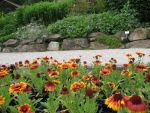 gaillardia-aristata-arizona-sun-2