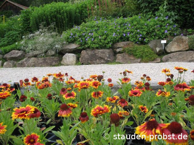 Gaillardia aristata 'Arizona Sun' - Kokardenblume