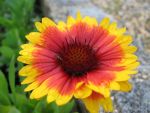 gaillardia-aristata-arizona-sun