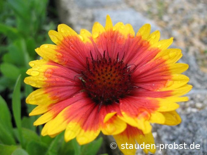 Gaillardia aristata 'Arizona Sun' - Kokardenblume