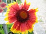 gaillardia-aristata-fackelschein