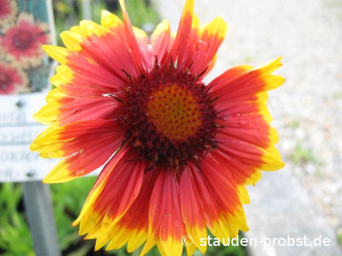 Gaillardia aristata 'Fackelschein' - Kokardenblume