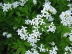 galium-odoratum-2