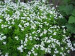 galium-odoratum