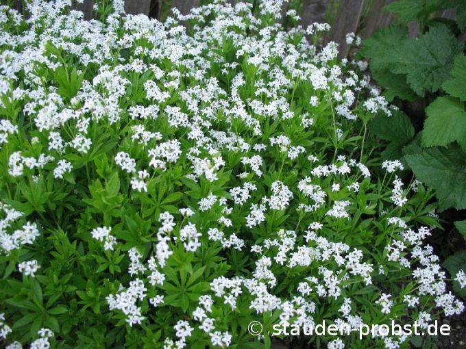 Galium odoratum - Waldmeister