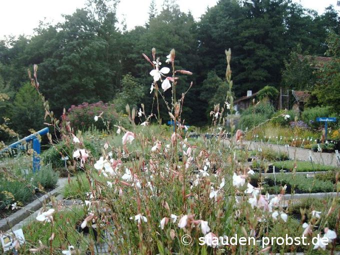 Gaura lindheimeri - Prachtkerze
