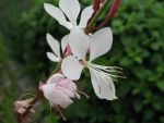 gaura-lindheimeri