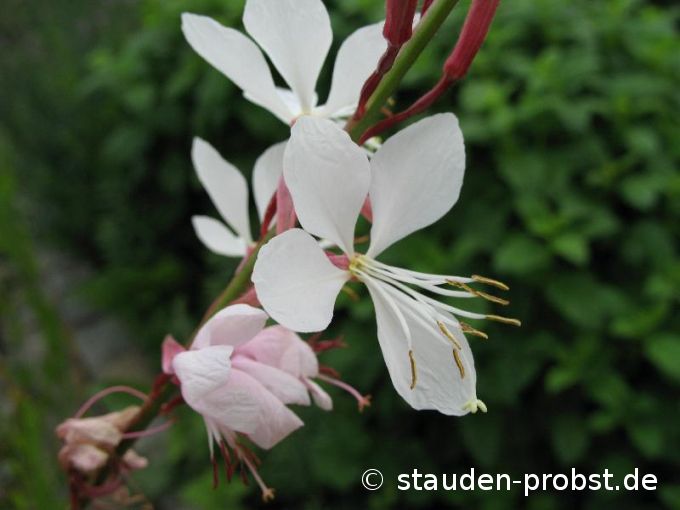 Gaura lindheimeri - Prachtkerze
