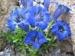 gentiana-acaulis-2