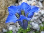 gentiana-acaulis