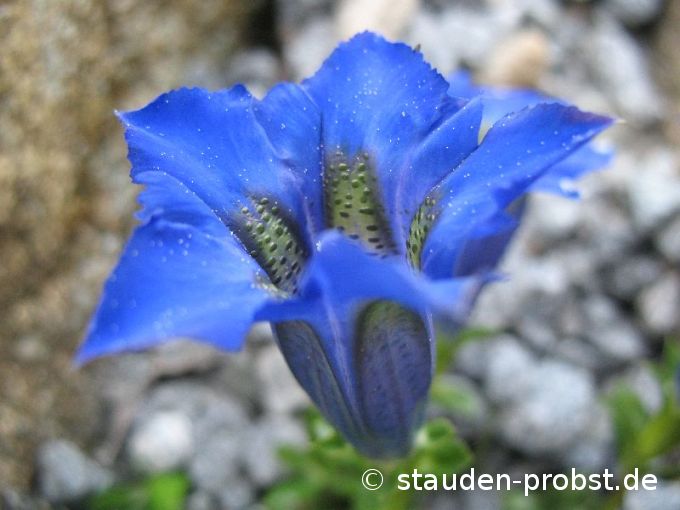 Gentiana acaulis - Stengelloser Enzian