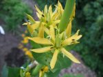 gentiana-lutea-3