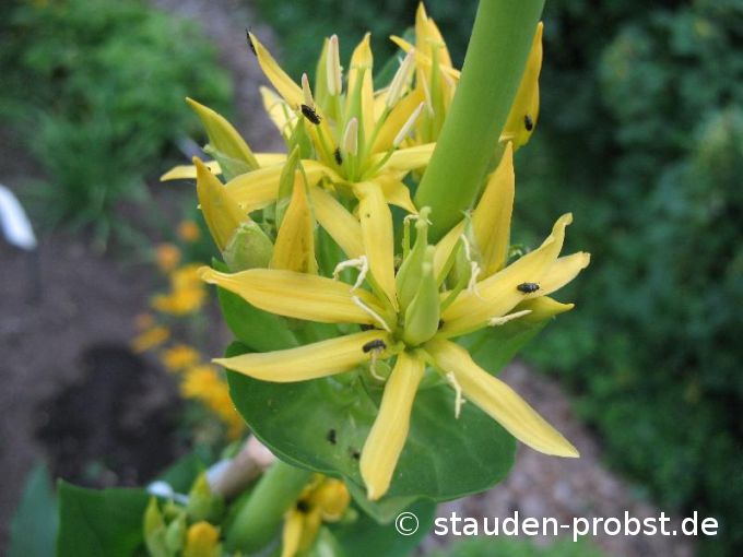 Gentiana lutea - Gelber Enzian