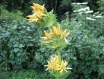 gentiana-lutea-4
