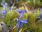 gentiana-sino-ornata-blue-silk