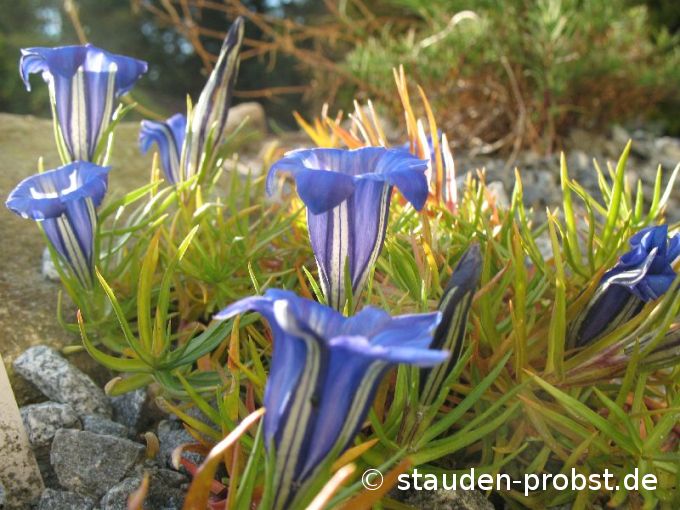 Gentiana sino-ornata 'Blue Silk' - Chinesischer Herbstenzian