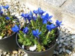 gentiana-verna-2