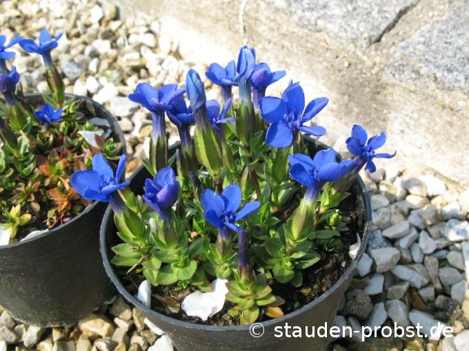 Gentiana verna - Frühlingsenzian, Schusternagerl
