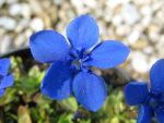 gentiana-verna