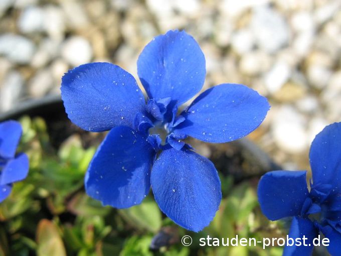 Gentiana verna - Frühlingsenzian, Schusternagerl