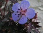 geranium-pratense-black-beauty-2