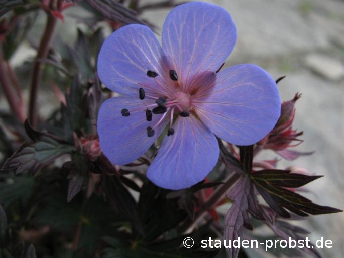 Geranium pratense 'Black Beauty' - Wiesenstorchschnabel