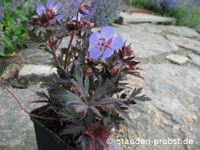 Geranium pratense 'Black Beauty' - Wiesenstorchschnabel