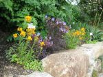 geranium-black-beauty-4