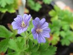 geranium-bohemicum