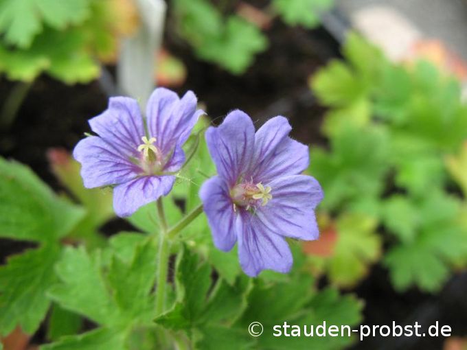Geranium bohemicum - Böhmischer Storchschnabel