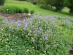 geranium-hyb-brookside-2