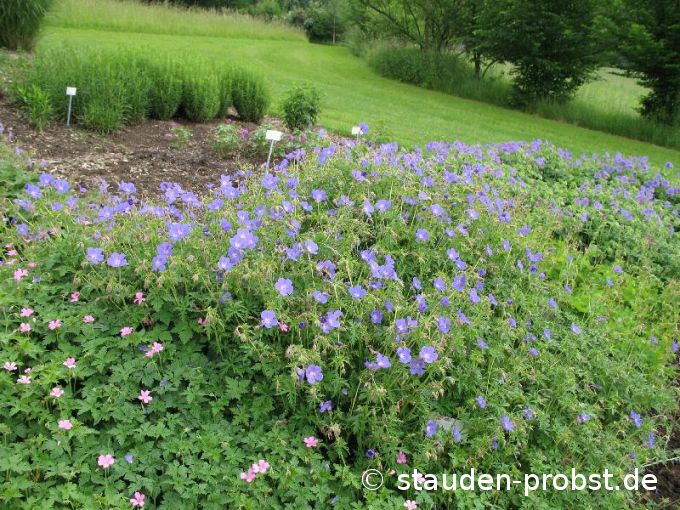 Geranium 'Brookside' - Storchschnabel