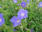 geranium-hyb-brookside