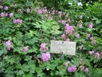 geranium-cantabrigiense-bergarten-2